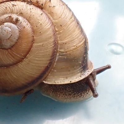 ■カタツムリ ■学校標本 ■land snail ■school specimens
