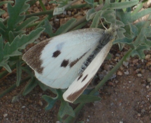 Ovejitapauliss's profile picture. 