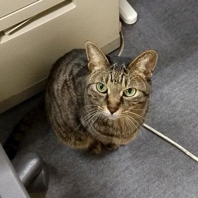 新宿にある編集プロダクションの取材用アカウント。DMで取材や書籍出版のご相談をさせていただく場合があります。画像は会社で飼ってる保護猫です🐈また、ライター・編集希望の方を随時募集しています。ご興味のある方はお気軽にDMください。