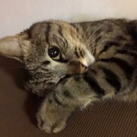 Miwa@🇺🇸永遠のLv.3 (@0401__cookie) 's Twitter Profile