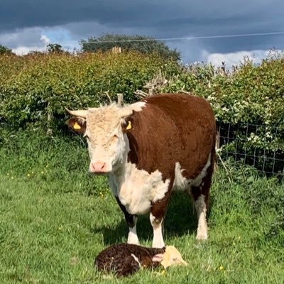 Traditional OP Herefords (a RBST cat 5 rare breed) in SW Scotland for genetic conservation and 100% pasture fed beef. Members of SRUC PCHS and PFL certified.