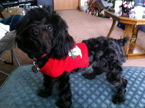 angelamoos's profile picture. 