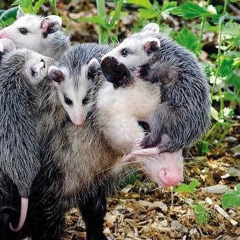 diagnosed DID system | IDC/IDK | don’t call me plural | photographer | possum in real life | he/they | 25 years