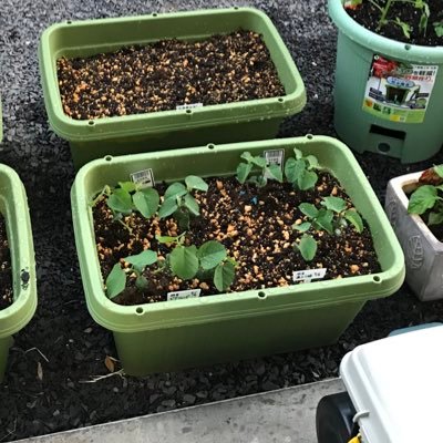 ふな 家庭菜園はじめました 家庭菜園14日目 プランター用ミニキュウリたちに 専用支柱 格子状のやつ を設置 早速ツルが巻きつきだしたか にしても 100円ショップに色々売ってるんですね ビックリ 家庭菜園 家庭菜園初心者 賃貸アパートで