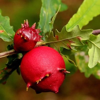 lupitalomedeiro's profile picture. Vivir e deixar vivir😃