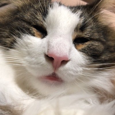 2020/05/04猫が逃げてしまいましたが、2020/05/15のお昼見つかりました! ご協力頂いた皆様ありがとうございました!電柱の張り紙残ってたらDMください!お願いいたします。取りに行きます!