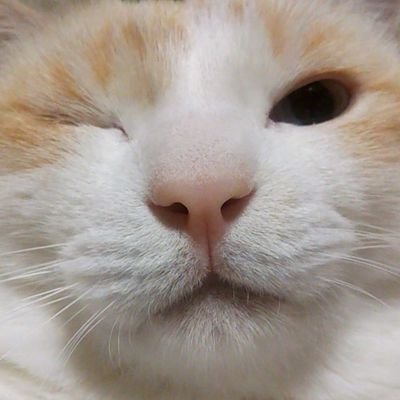 asaki3600's profile picture. だいたい家にいる