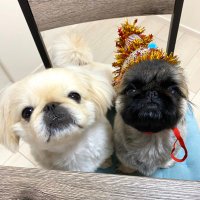 ใพใใใ๐ถ๐ถ (@mamekomu_pekis) 's Twitter Profile