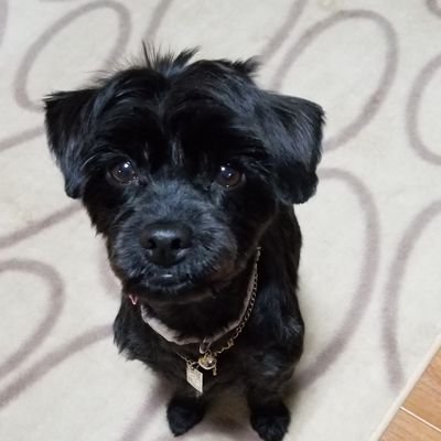 黒犬ヨープーの気まぐれな日々 Funny Blackdog Twitter 黒犬ヨープーの気まぐれな日々 Funny Blackdog Twitter