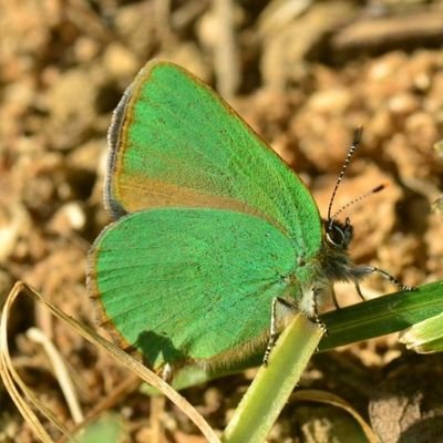 Un être vivant de la seule planète habitée connue, au même titre que le #Renard, le #Moustique, le #Coquelicot, le #Corbeau, etc... ça impose le respect !