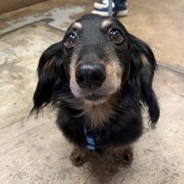 Muffin here. Adopted Jan ‘20. Found in a ditch with a TBI. Believed I was hit in head by last owners & left to die. Rescued by Doxie by Proxy.