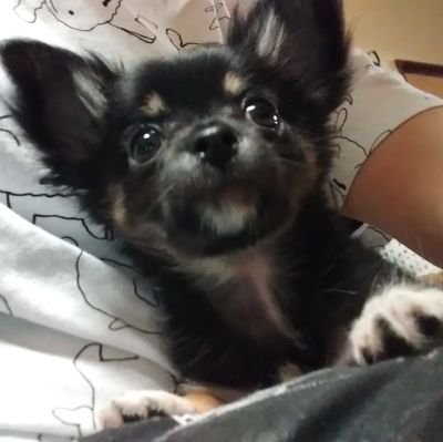 トッキーさんのプロフィール画像