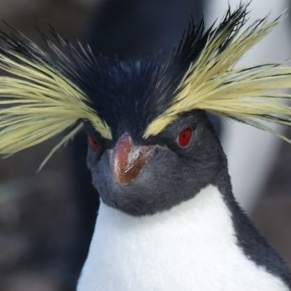 All about the environment of Tristan da Cunha, the most remote inhabited island in the world! Home to the SeabirdWC2020🏆 Northern Rockhopper Penguin 🐧