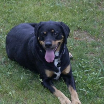 rodphillips96's profile picture. Perpetual 13 year old