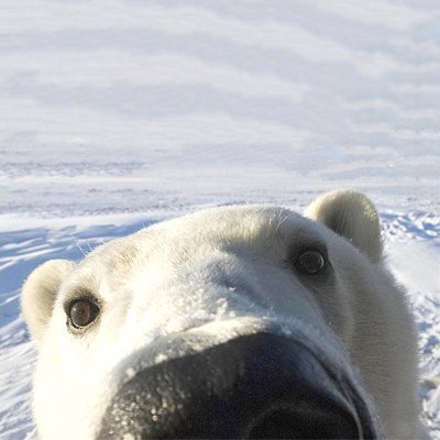 Polar_Nerd Profile Picture