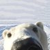 Polar Nerd (@Polar_Nerd) Twitter profile photo