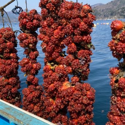 新しい食べ方の定着が消費拡大への近道❣️ ほや酢ばかりが「ほや」じゃないのです。是非、ご一緒に新しい食文化を定着させましょう♪