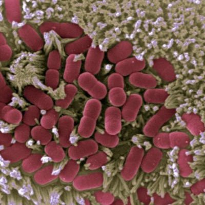 Bacterial genetics lab @HowardU | Views expressed are our own