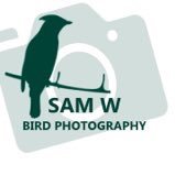 SamWBirdphotography(@swbirdphoto) 's Twitter Profile Photo