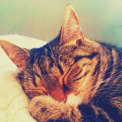 VinnyS31009263's profile picture. 