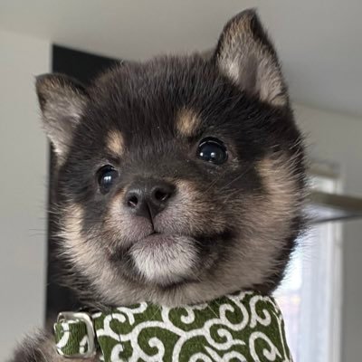 札幌市 ポケモンGOチーム赤 (shachi2022)愛犬:小豆(豆柴) 茜(ロングコートチワワ) Switchプレイ中→ポケモンBDSP &剣盾&SV まめ盆栽初心者スタート