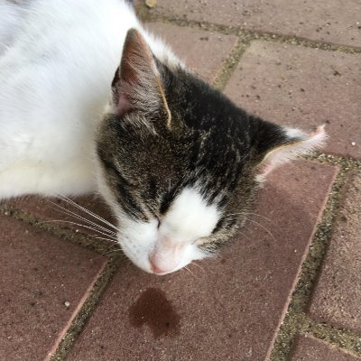 shibahama73's profile picture. やや偏読