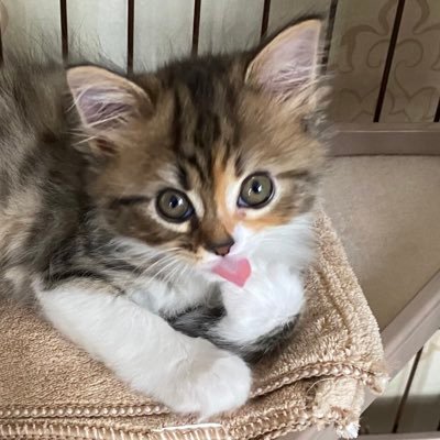 mugisukechan's profile picture. スコティッシュフォールド(立ち耳・セミロング )の女の子。2020.3.12日生まれ。飼い主Lv1。アドバイスお願いします。
