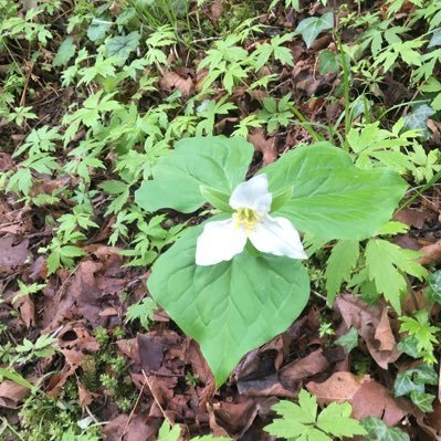 pfeifkm's profile picture. Type-A, Organizer, Wife, Mom, Chocoholic.