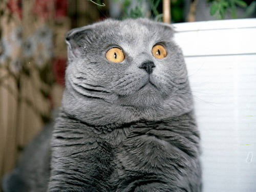 i_leopold's profile picture. Все чирикают вокруг(глаза на лоб)... кого бы съесть...
Ребята, давайте жить дружно!!!