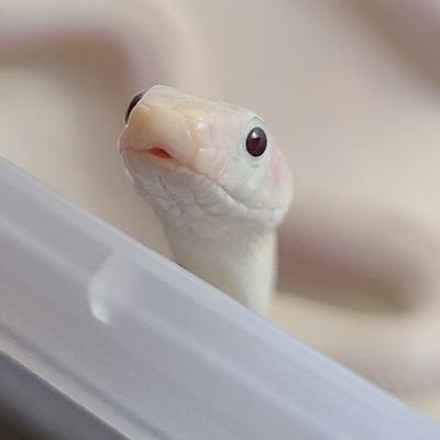 lilyhisses's profile picture. 뱀들, 고양이들, 앵무새랑 살아요