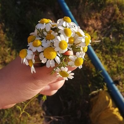 Akıllı düşman ,cahil dosttan eftaldır.