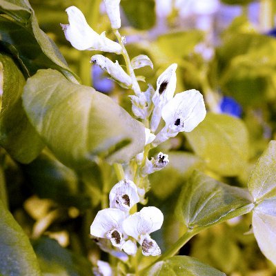 Viciafaba4's profile picture. 