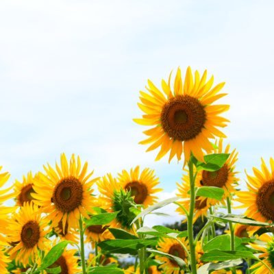 sugar2magic's profile picture. ＊みる垢＊趣味・思ったことつぶやく垢＊