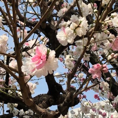 cosmoai1's profile picture. 宇宙から小さな星を見つめます