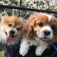 りん子 (@rintoreo) 's Twitter Profile