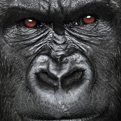 MikeFly91's profile picture. #Crossfitaddict prêt à tout pour changer de corp....#onlacherien les loulous. Motivation 200% #myprotein #biotechusa