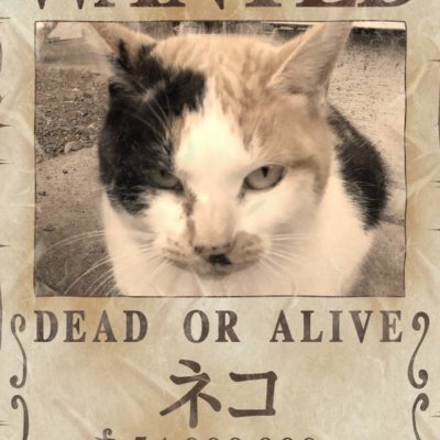 白猫ポン Kkhw67pds8rsioj Twitter