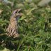 NPWS Corncrake Conservation Project (@npwsproject) Twitter profile photo NPWS Corncrake Conservation Project (@npwsproject) Twitter profile photo
