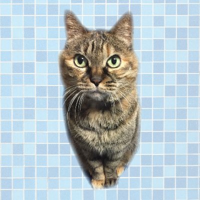 WEBの技術に魅力を感じ印刷業界から転職した駆け出しのWEBエンジニア。 現在は CakePHP、Laravel の学習に力を入れています。 UIやデザインにも興味あり。 地元のサッカーチームのサポーターでもあります。