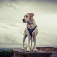 Odín (@sigurd007) 's Twitter Profile