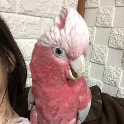 シロハラインコとキエリボウシインコとモモイロインコ。オカメインコ。キエりんの一言を忘れない為と、大人になってからでも仲良しになれる事を知って欲しくてTwitter始めました。無言フォローごめんなさい。鳥さんだとさせていただいてます。