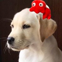八坂&あずき (@_yasaka__) 's Twitter Profile
