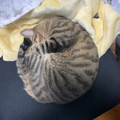 cikataci's profile picture. CBR650F→CRF1000L Africa Twin→svartpilen250/C-HR /バイク/猫/小説/マンガ/アニメ/ラーメン/B級グルメ/埼玉/川越/2017年7月9日から23日まで北海道ツーリングしました。