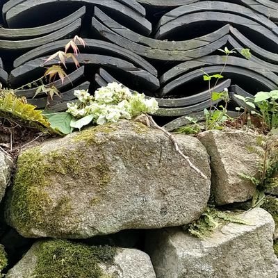 mjkelly05's profile picture. 식물을 키우고 빵 만들기 그리고 뜨개질로 영역 확장중