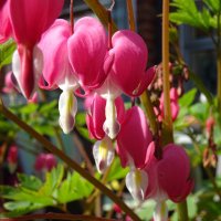 Joanne O Shea (@jonisheao) 's Twitter Profile Photo