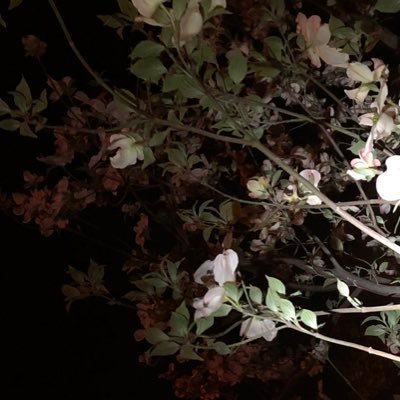 aPIZANdYILjFxxg's profile picture. 自己満乙