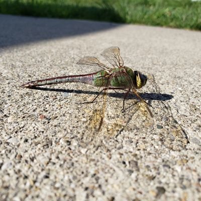 free2think4now's profile picture. 