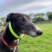 Homes4hounds(@Homes4hounds1) 's Twitter Profile Photo