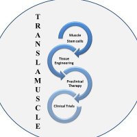 Translamuscle (@translamuscle) 's Twitter Profile