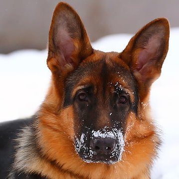 @MoochtheYardDog